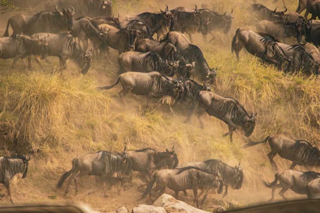 The Great Migration: Witnessing the Greatest Show on Earth