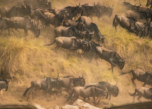 The Great Migration: Witnessing the Greatest Show on Earth