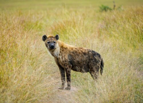 Beyond the Big Five: Exploring the Hidden Gems of Maasai Mara