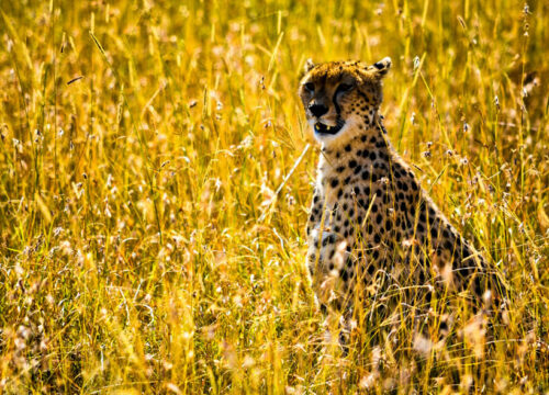 3 Days Masai Mara National Reserve