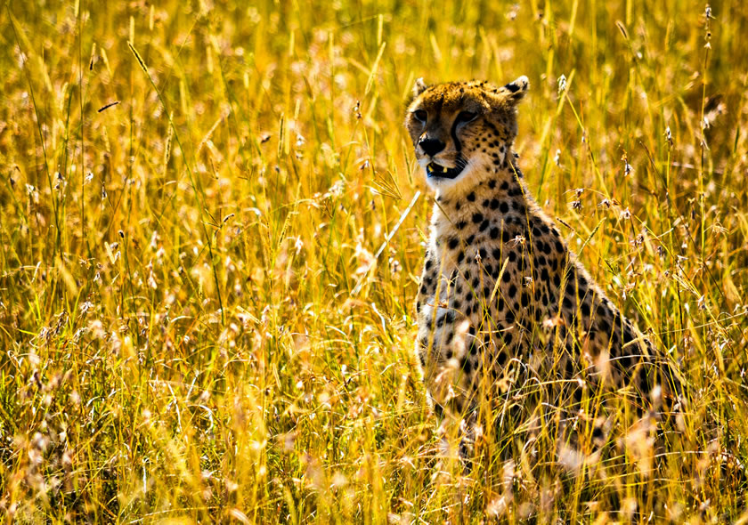 3 Days Masai Mara National Reserve