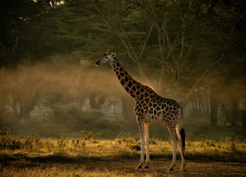 9 Days Kenya Wildlife Safari